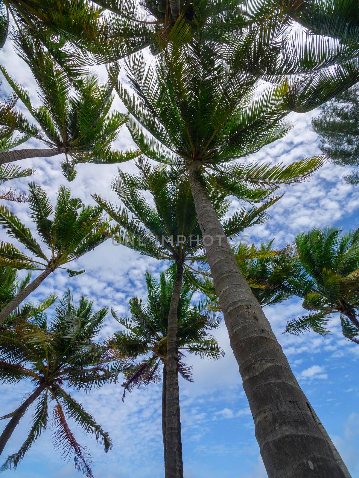 Coconut palm trees and tropical sea. Summer vacation and tropical beach concept. Coconut palm grows on white sand beach. Alone coconut palm tree in front of freedom beach Phuket, Thailand. vertical photo