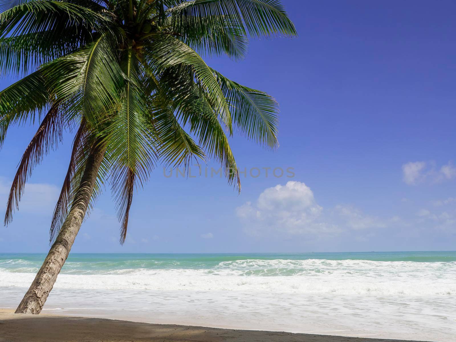 Coconut palm trees and tropical sea. Summer vacation and tropical beach concept. Coconut palm grows on white sand beach. Alone coconut palm tree in front of freedom beach Phuket, Thailand.