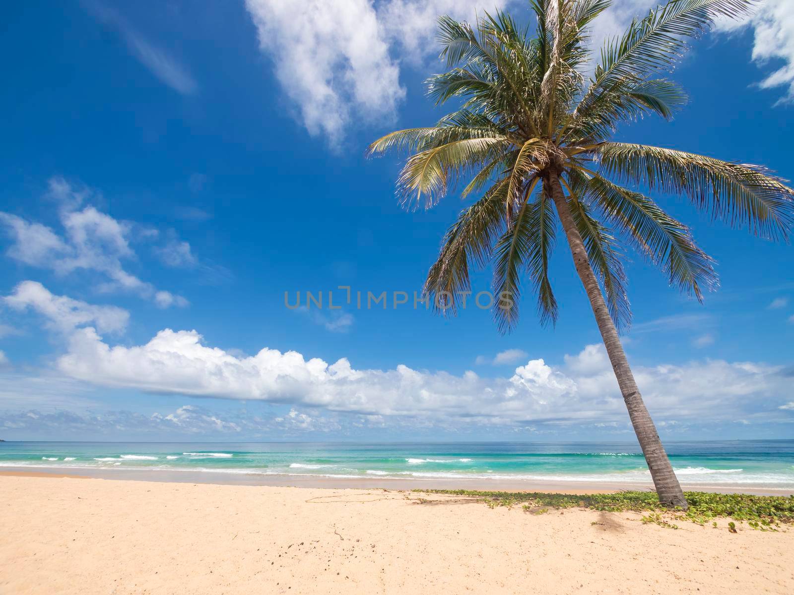 Coconut palm trees and tropical sea. Summer vacation and tropical beach concept. Coconut palm grows on white sand beach. Alone coconut palm tree in front of freedom beach Phuket, Thailand.