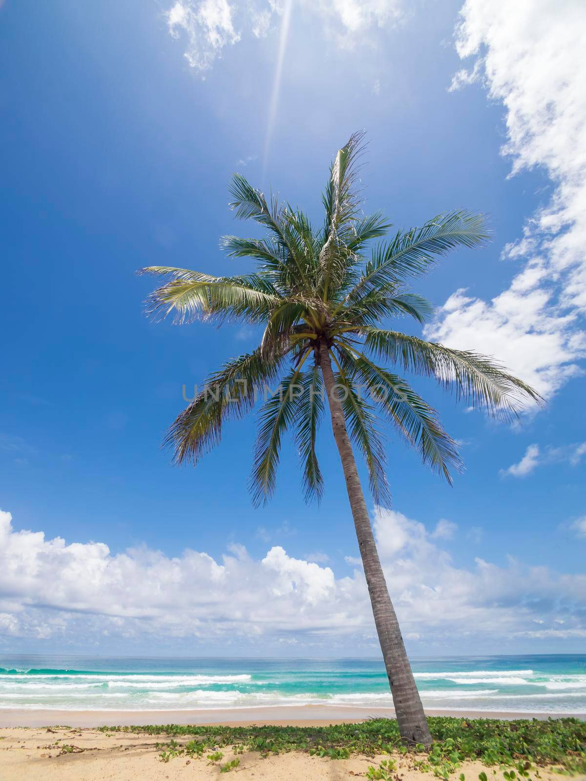 Coconut palm trees and tropical sea. Summer vacation and tropical beach concept. Coconut palm grows on white sand beach. Alone coconut palm tree in front of freedom beach Phuket, Thailand. 