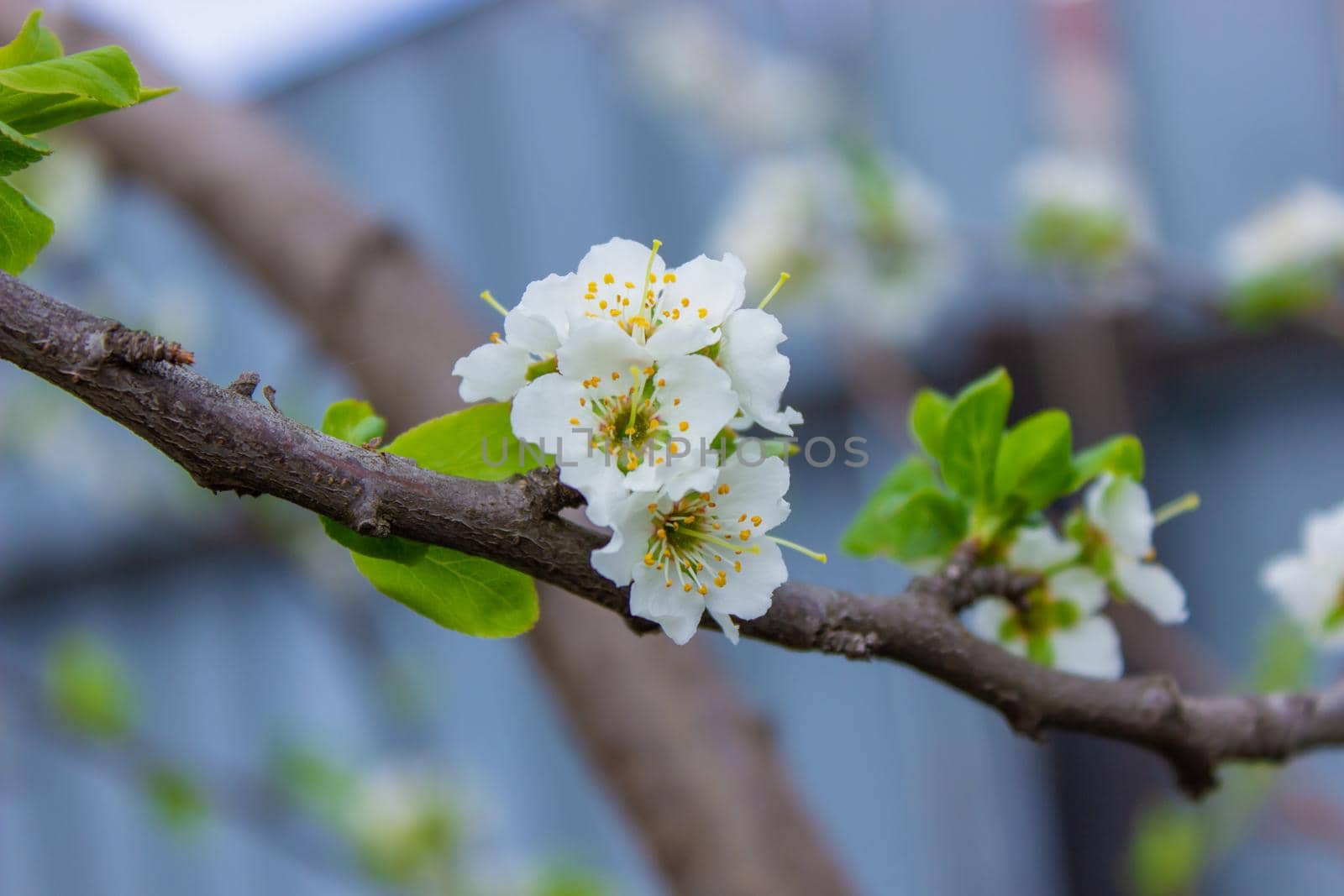 flowering tree at spring. pollination by bees. selective focus