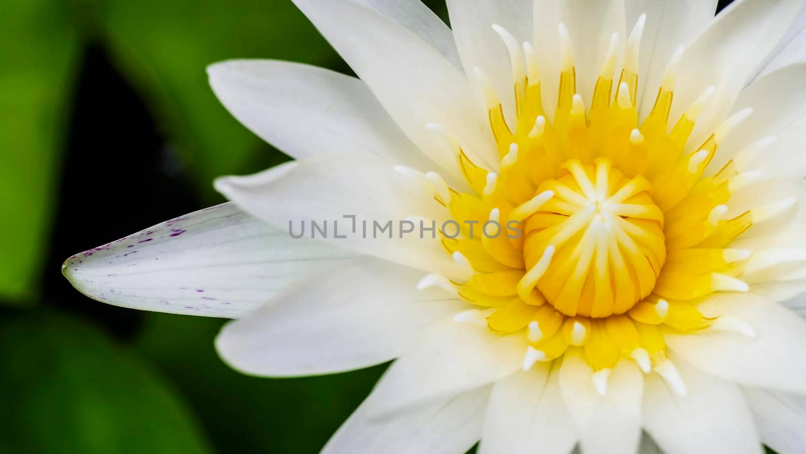 Close up marco top view white lotus flower or water lily flower blossom in on the water surface and dark background,