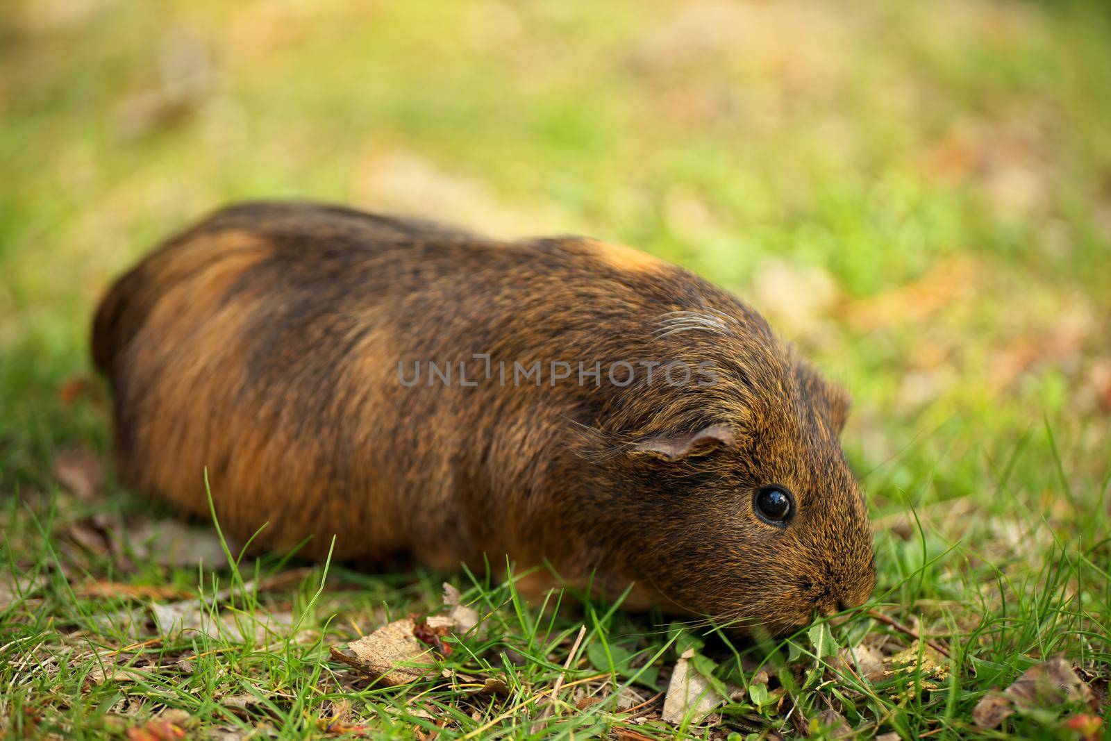 A brown guinea pig eating and munching on grass on a lawn outside on a sunny day. High quality photo