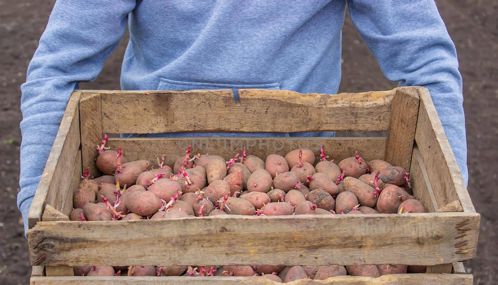 Potatoes for planting on a farm in a box. selective focus