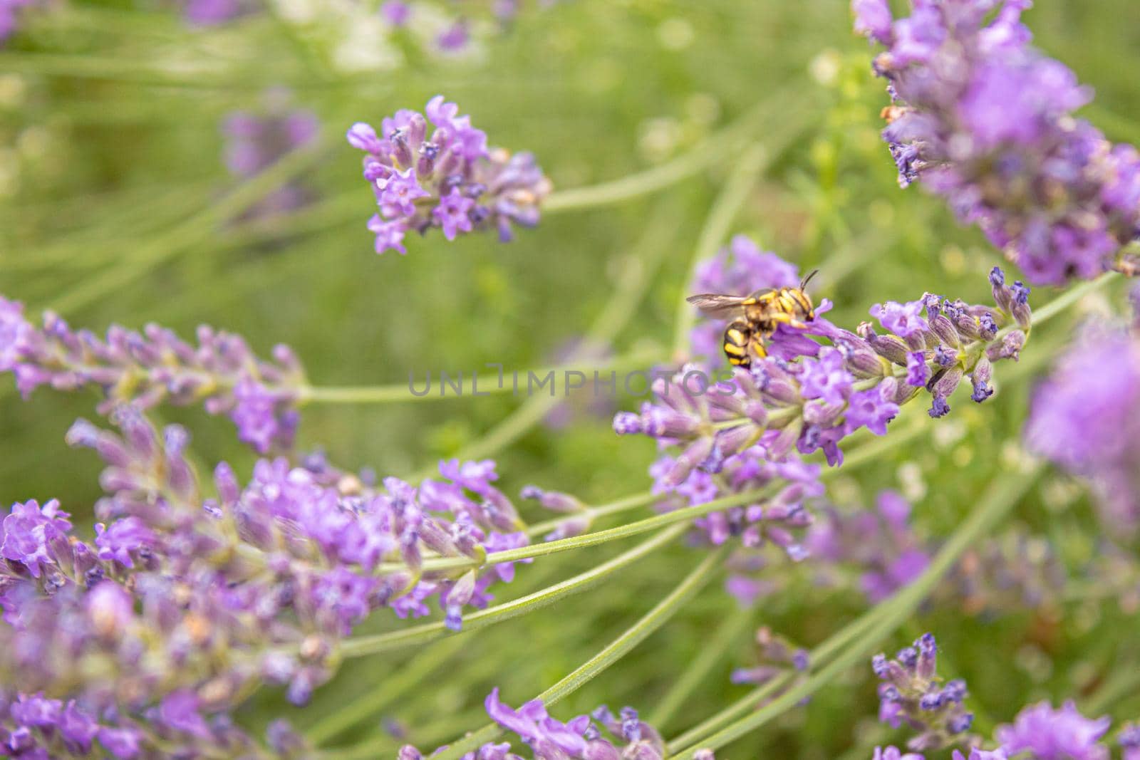Blooming lavender field. Summer flowers. Selective focus by mila1784