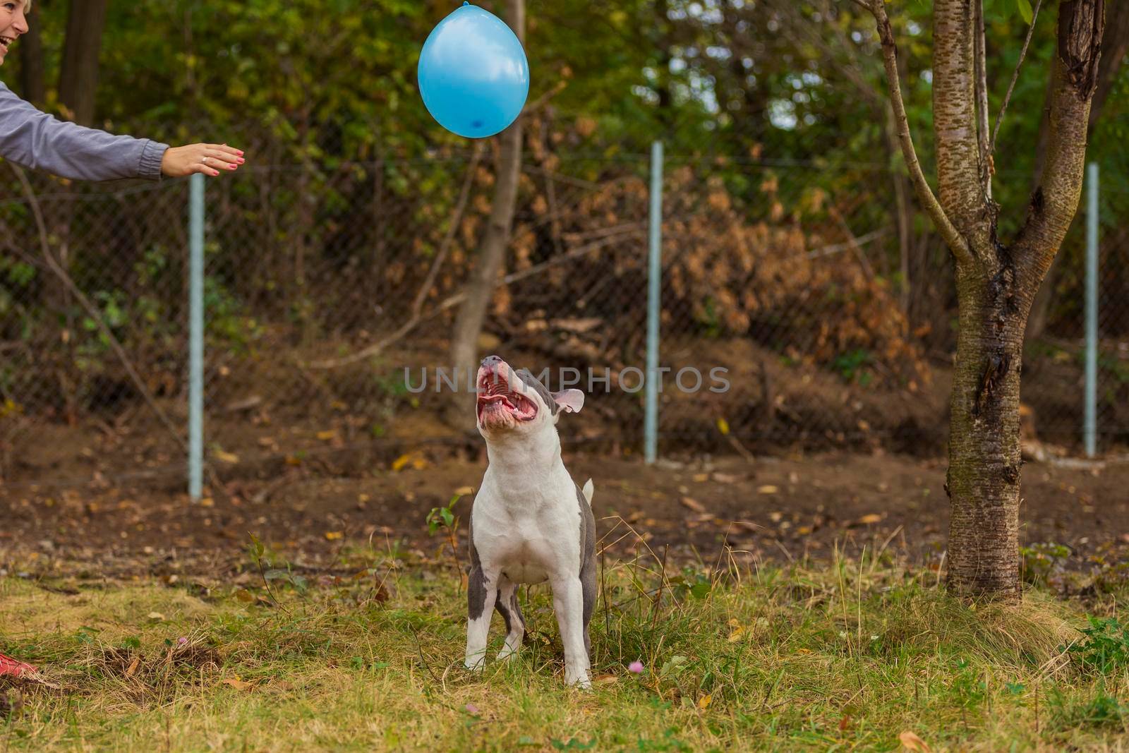 pit bull terrier dog playing with a blue balloon