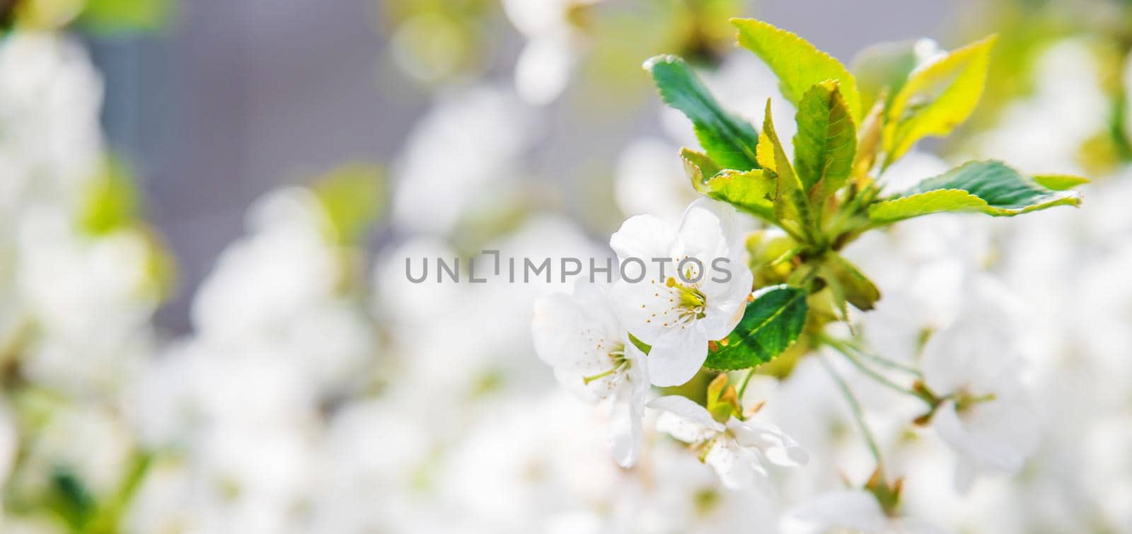 Blooming tree in the garden. Selective focus nature.