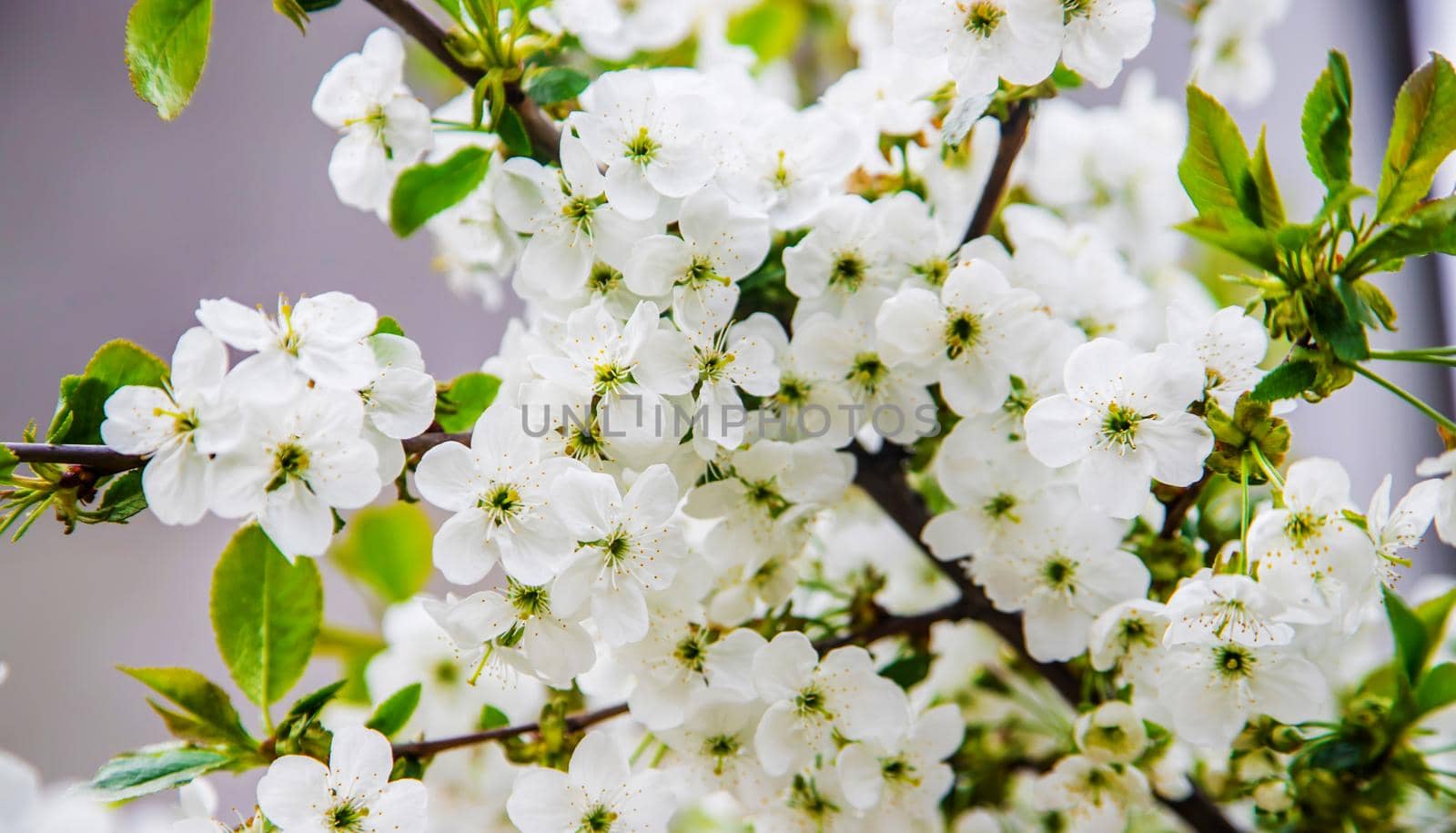 Blooming tree in the garden. Selective focus nature.
