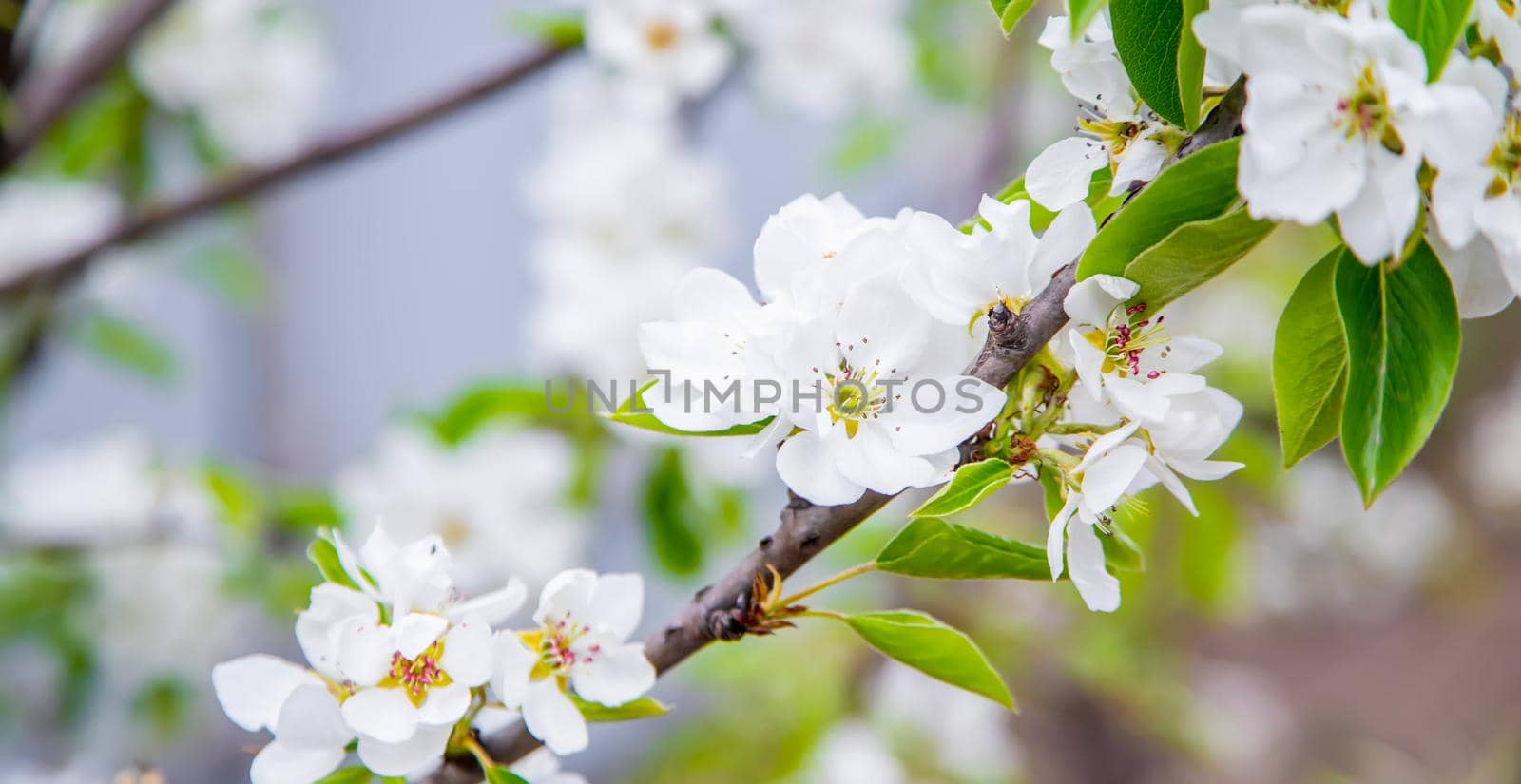 Blooming tree in the garden. Selective focus nature.