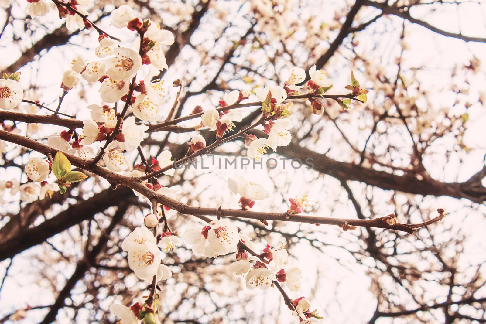 Blooming tree in spring. Fresh pink flowers on branch of fruit tree. Selective focus.nature