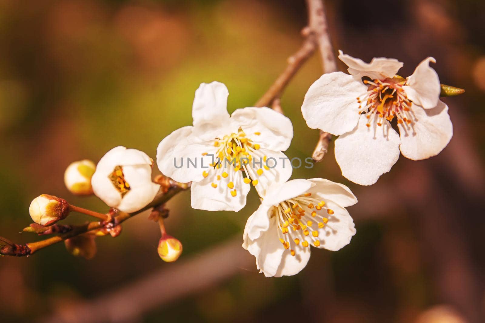 Blooming tree in spring. Fresh pink flowers on branch of fruit tree. Selective focus.nature
