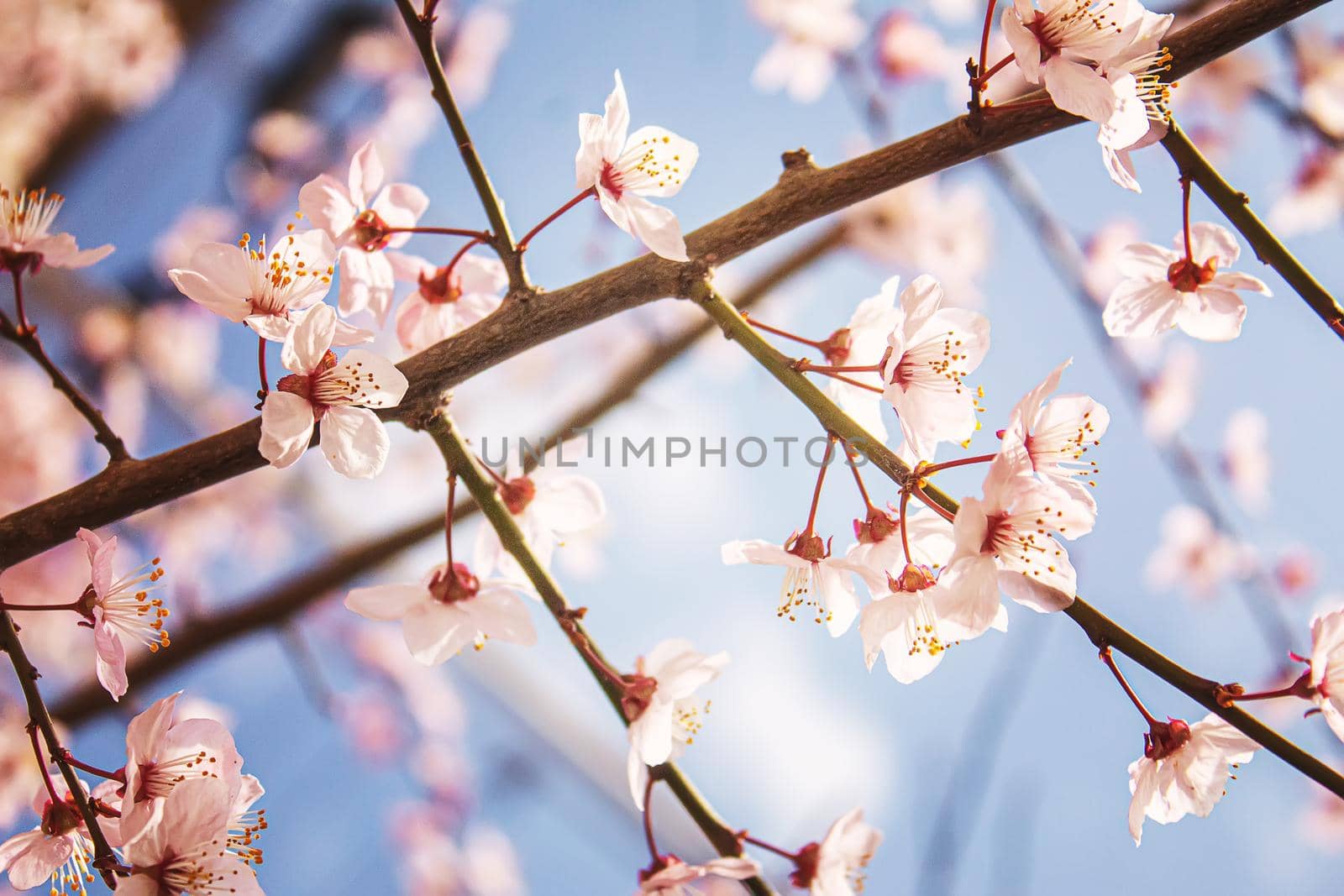 Blooming tree in spring. Fresh pink flowers on branch of fruit tree. Selective focus.nature