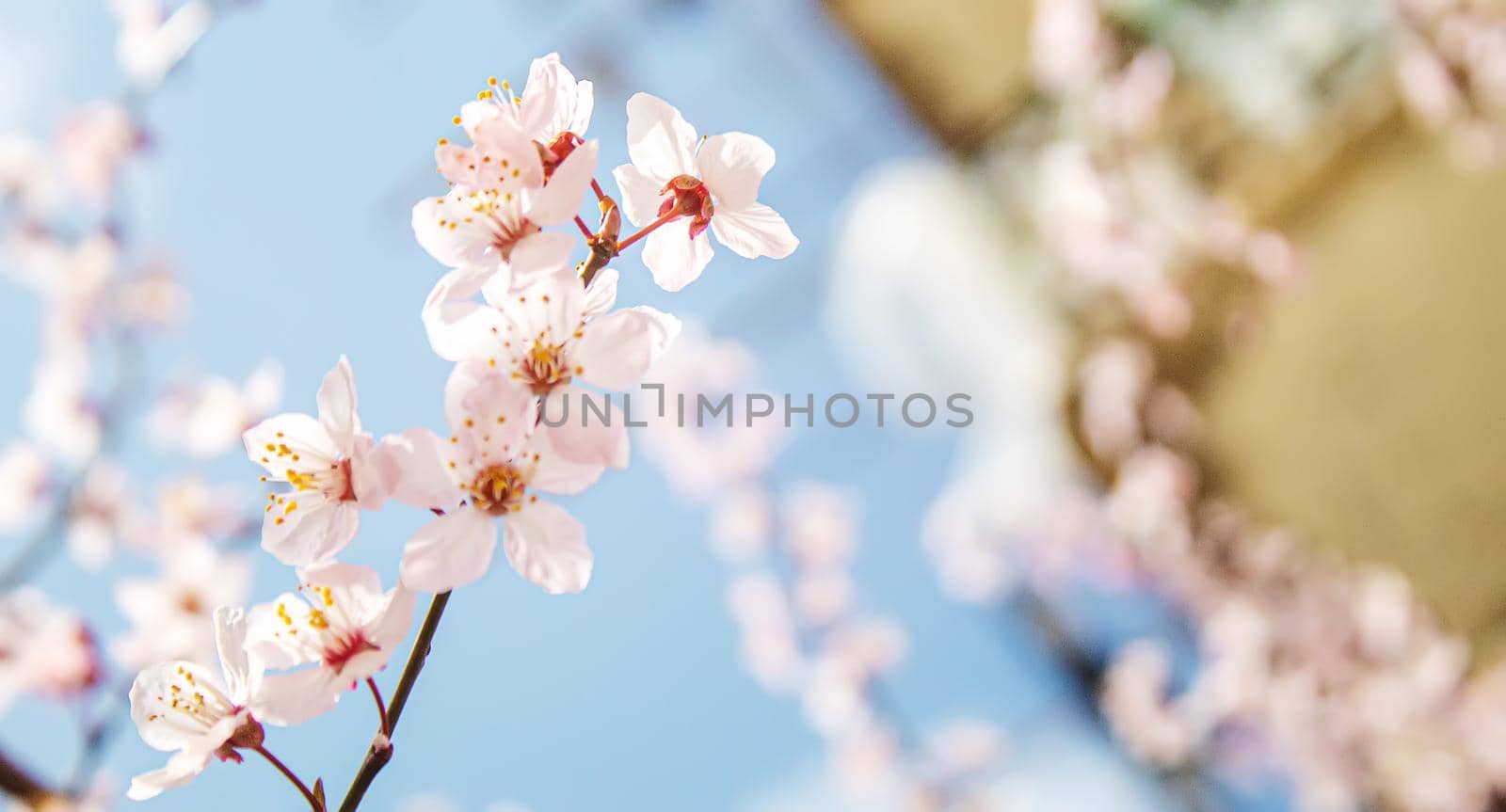 Blooming tree in spring. Fresh pink flowers on branch of fruit tree. Selective focus.nature