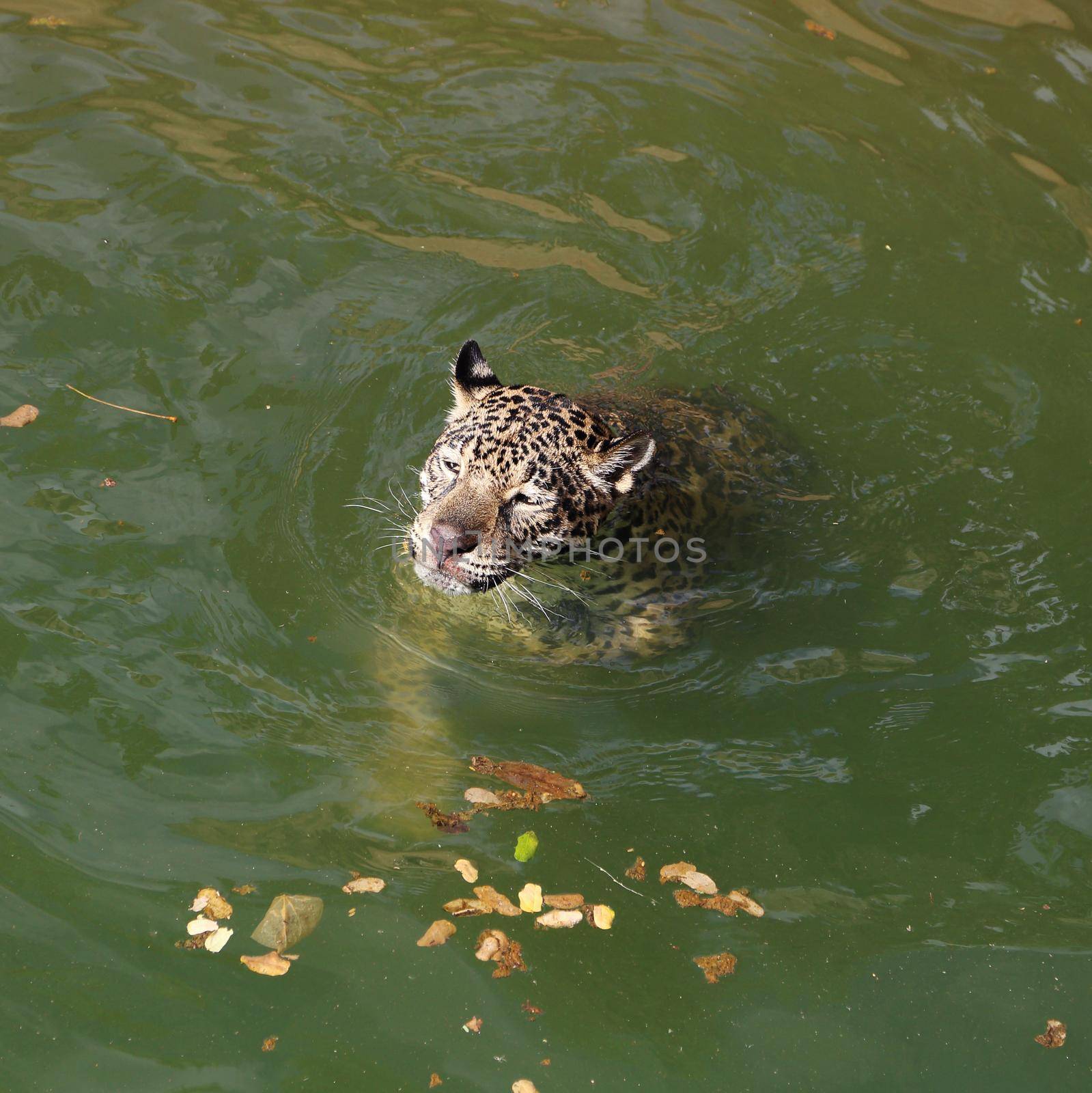 jaguar tiger cat resting and swimming in the zoo