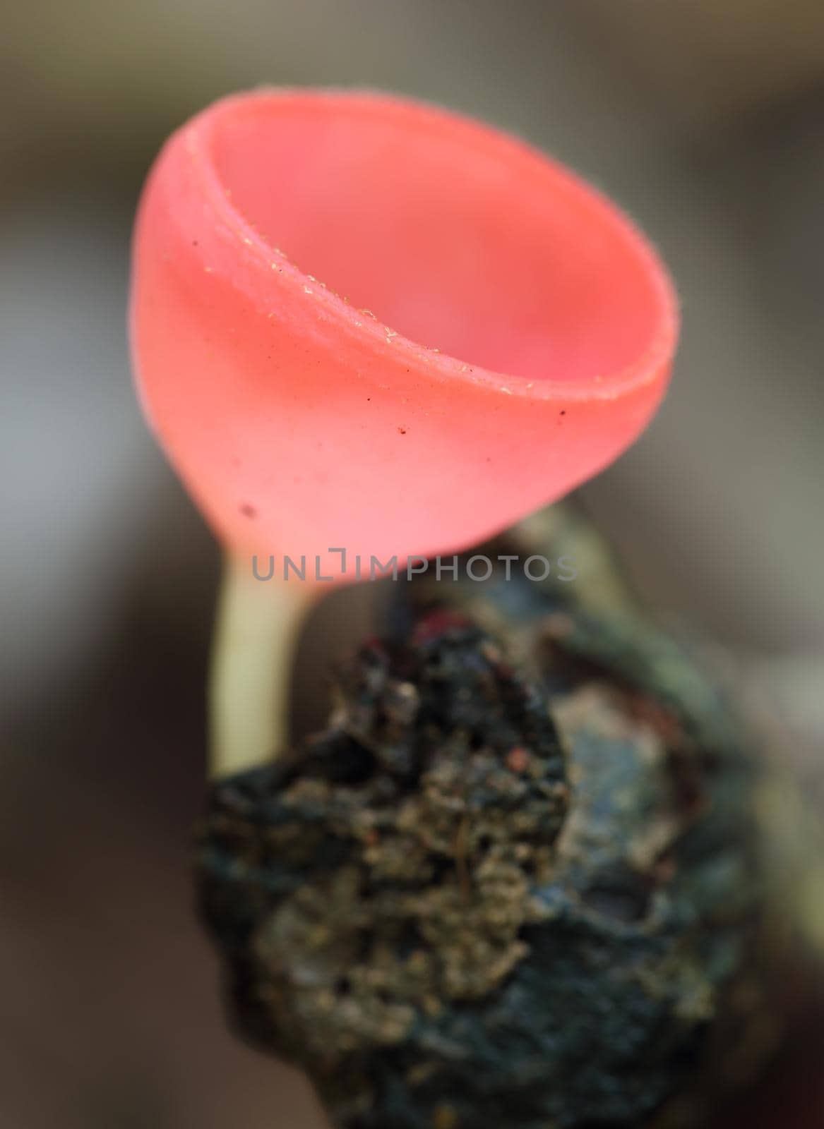 Champagne mushroom in rain forest by geargodz