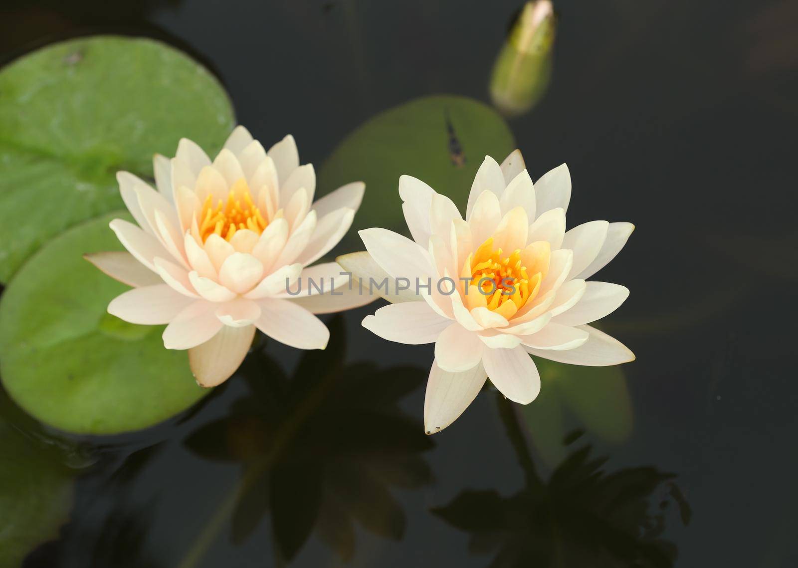 white lotus or water lily in the pond