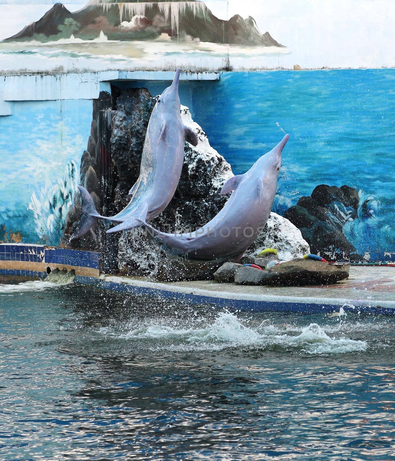 two dolphins jump out of the water