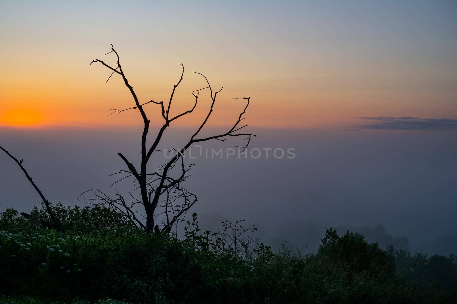 Driftwood on the background of a foggy dawn, summer