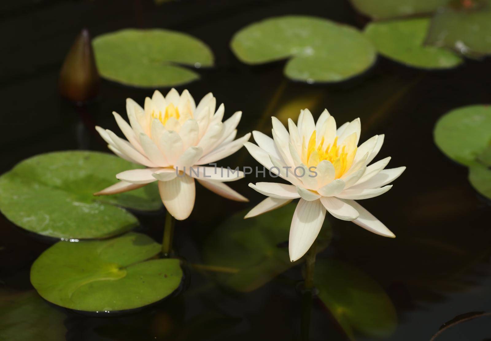 white lotus or water lily in the pond