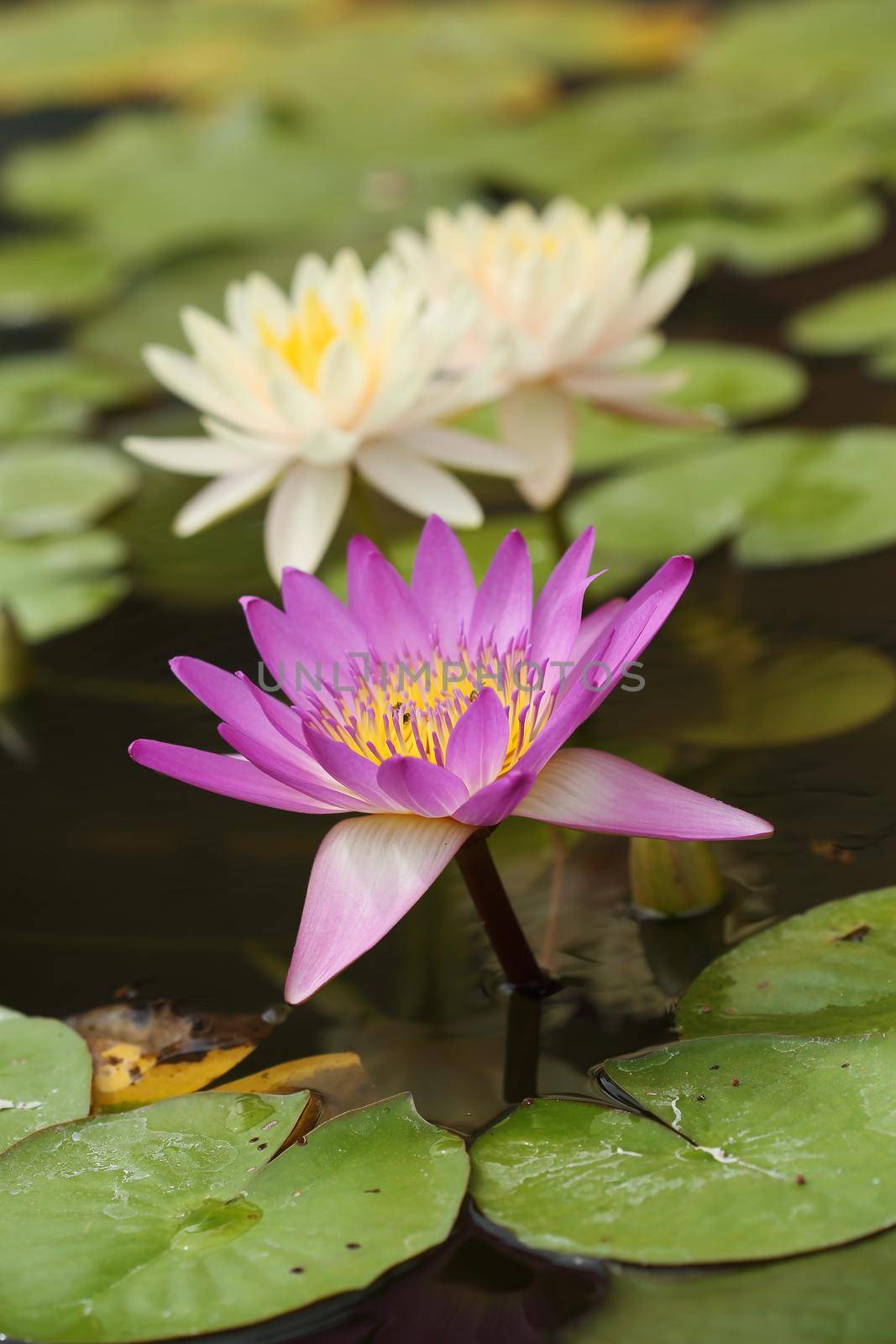 pink and white lotus or water lily by geargodz