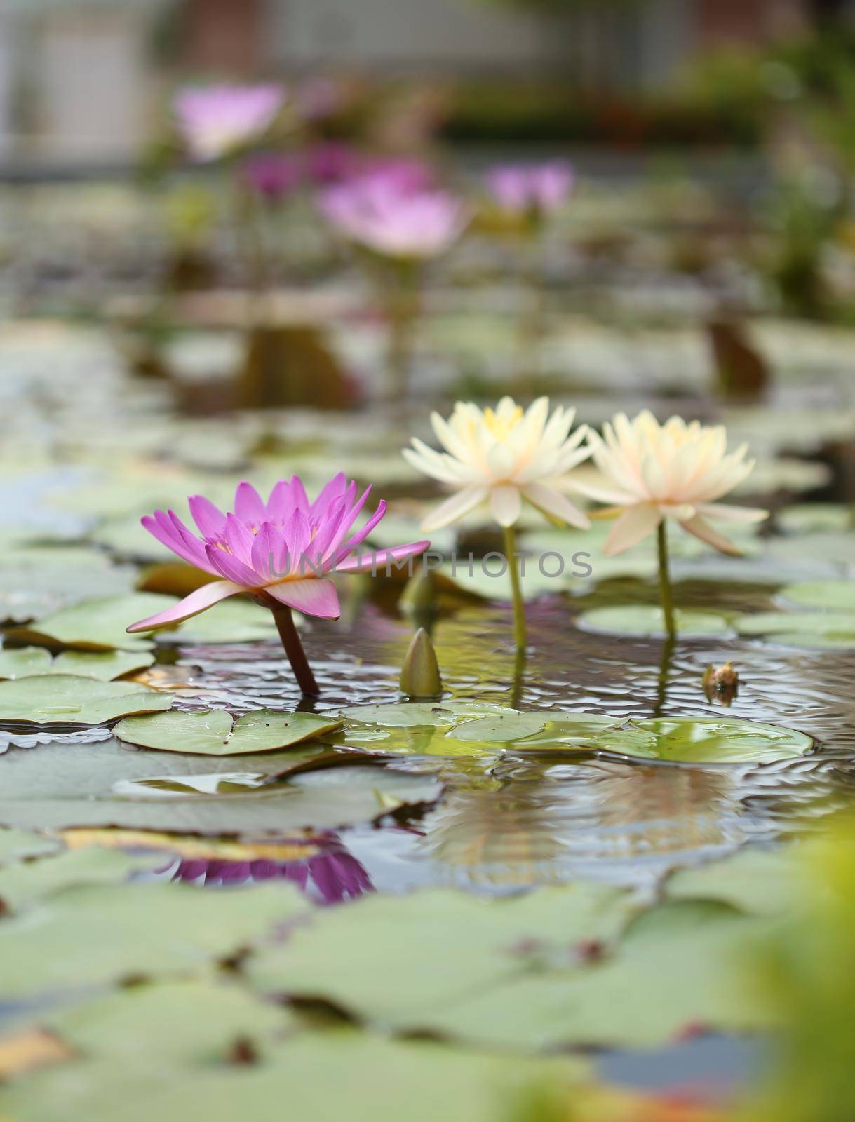 pink and white lotus or water lily by geargodz