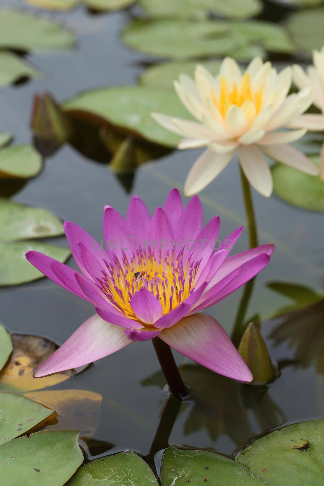 pink and white lotus or water lily on the pond