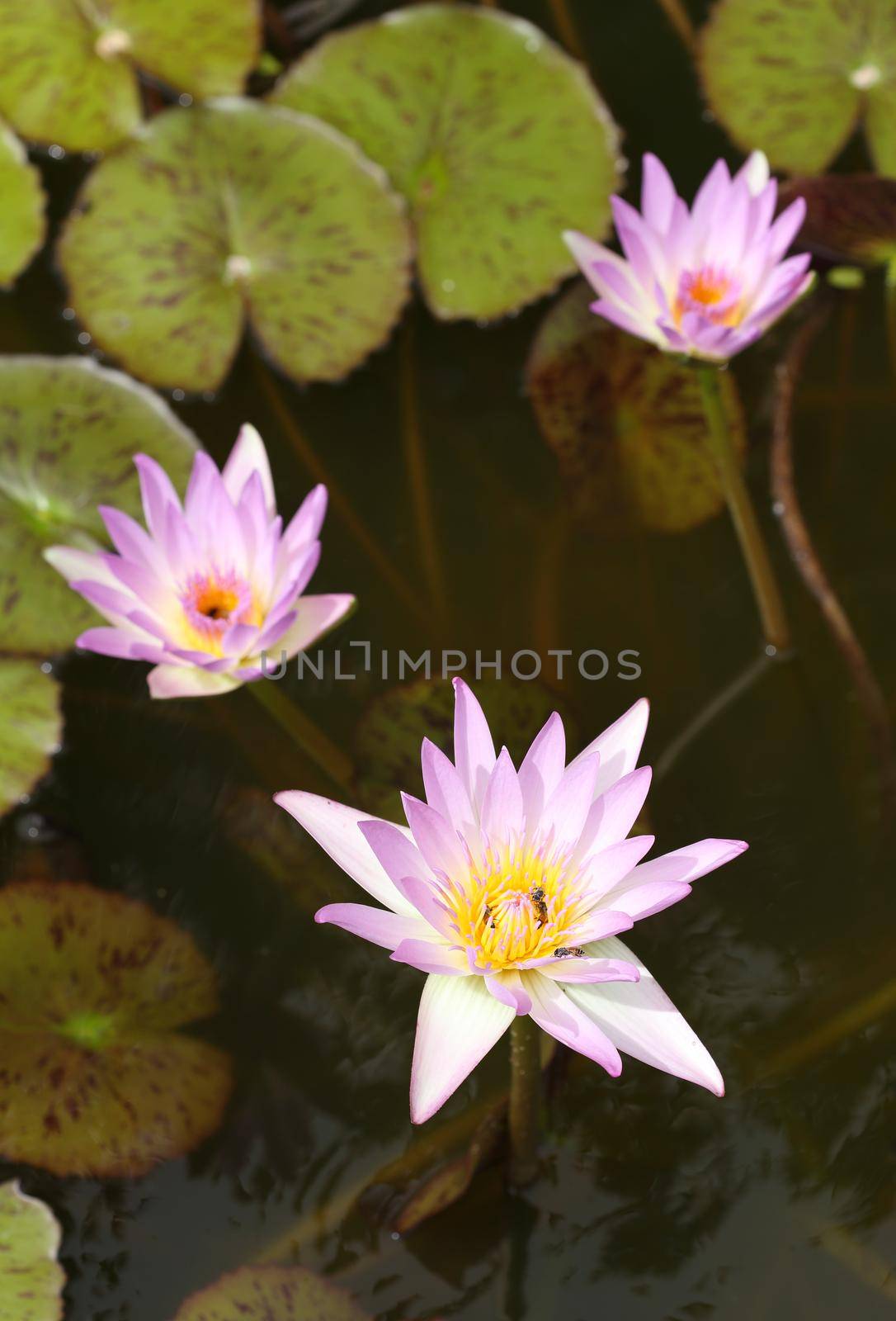 pink lotus or water lily by geargodz