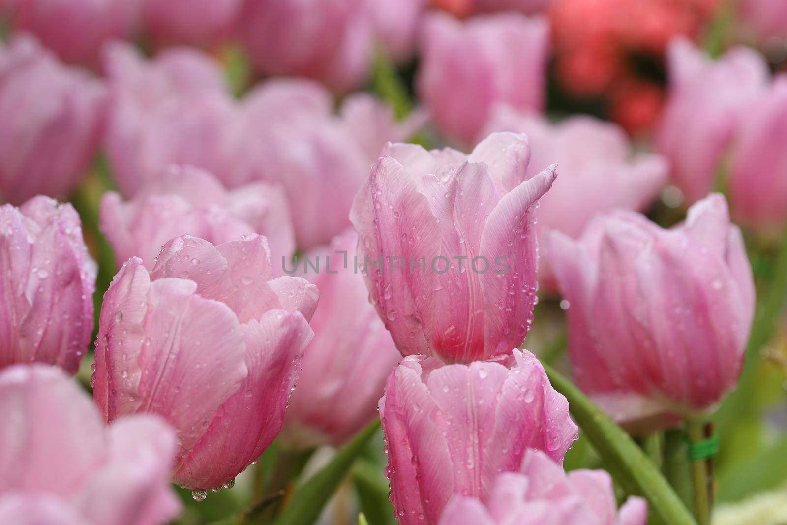 beautiful pink tulip blooming in the garden