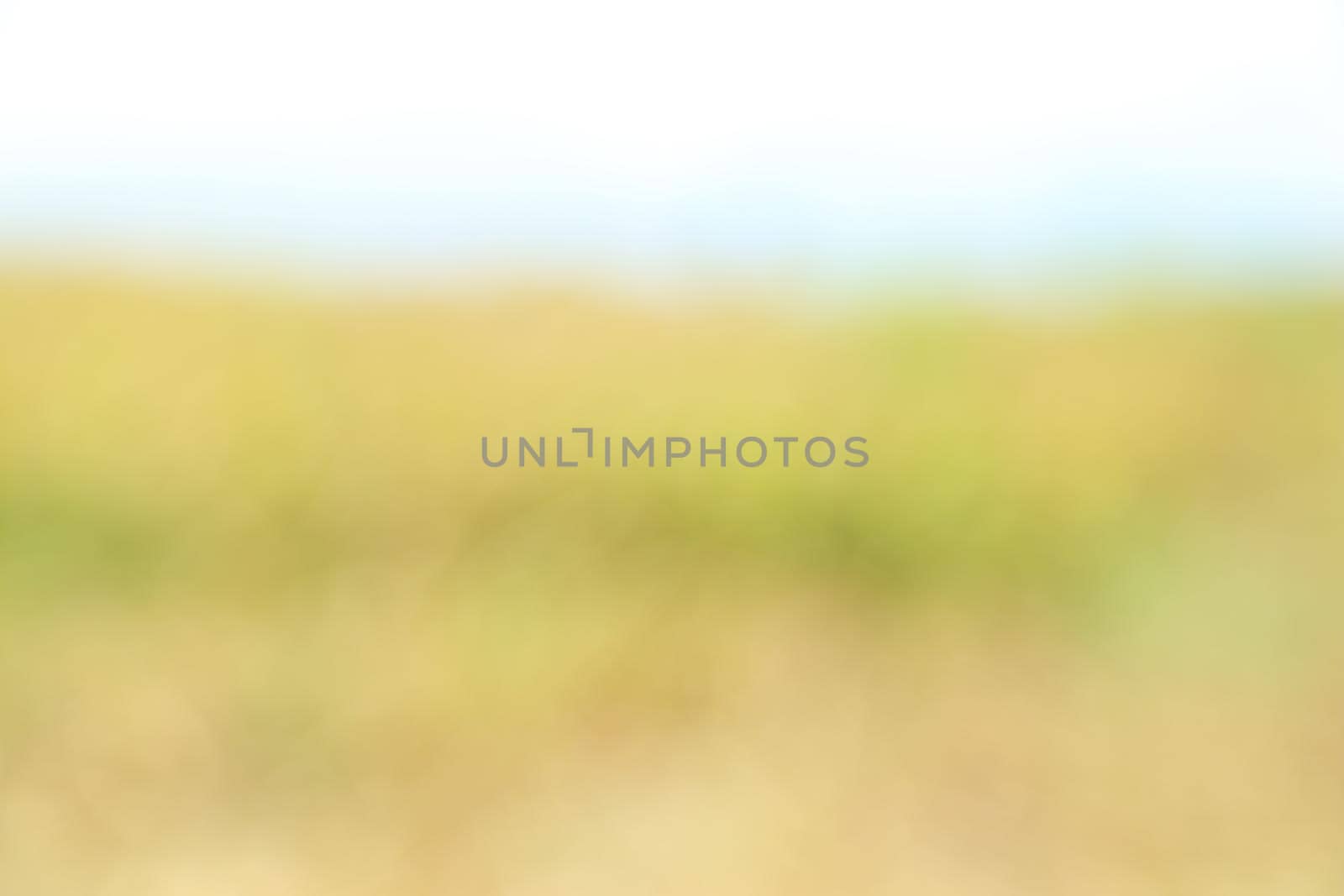 natural blur abstract and background (defocused)