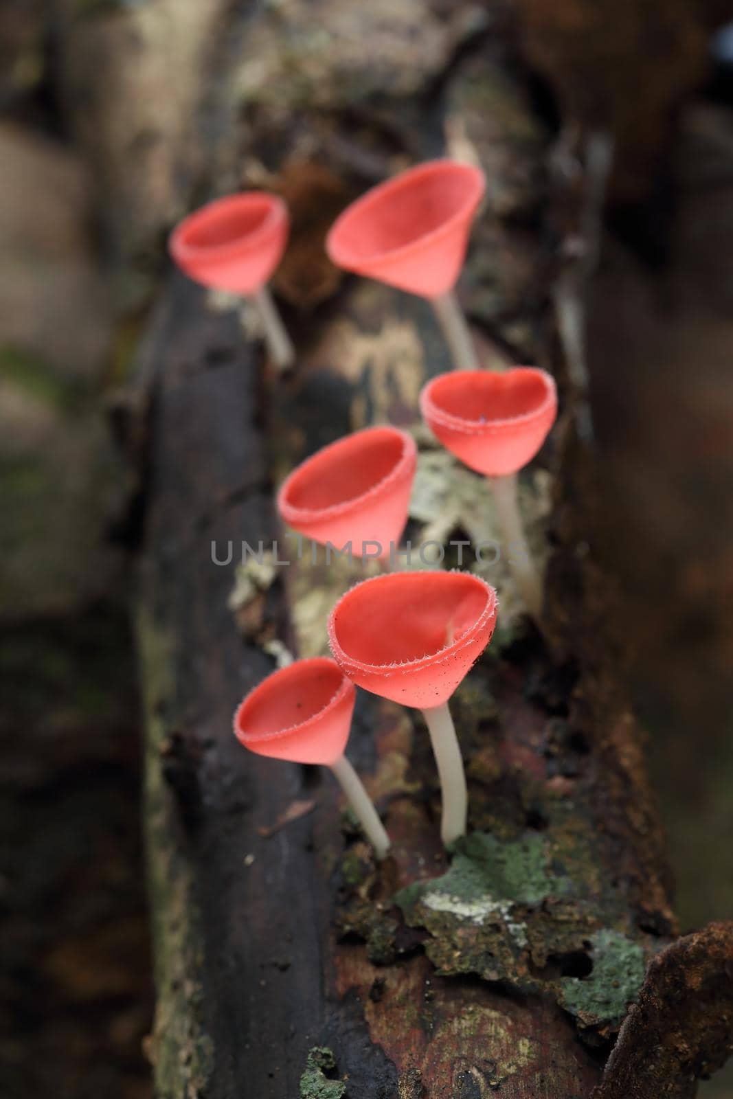 Champagne mushroom in rain forest by geargodz