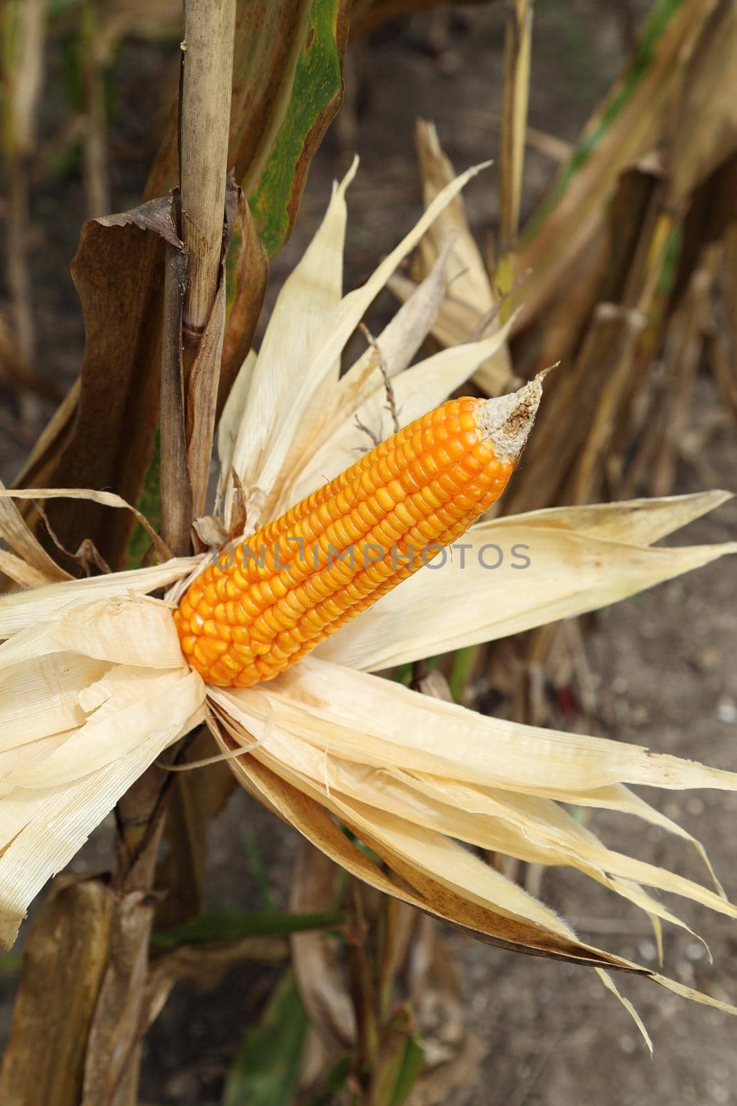 Corn on the stalk in the field, Thailand