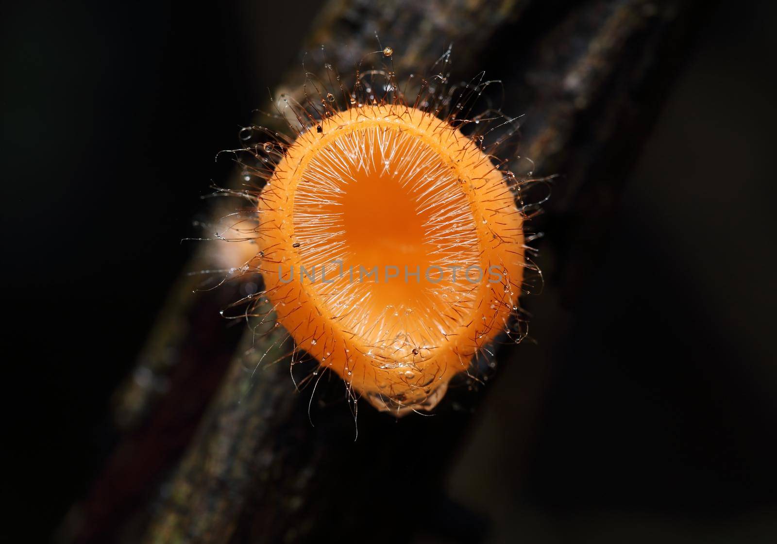 Champagne mushroom (coat mushroom or mushroom hair) in a forest