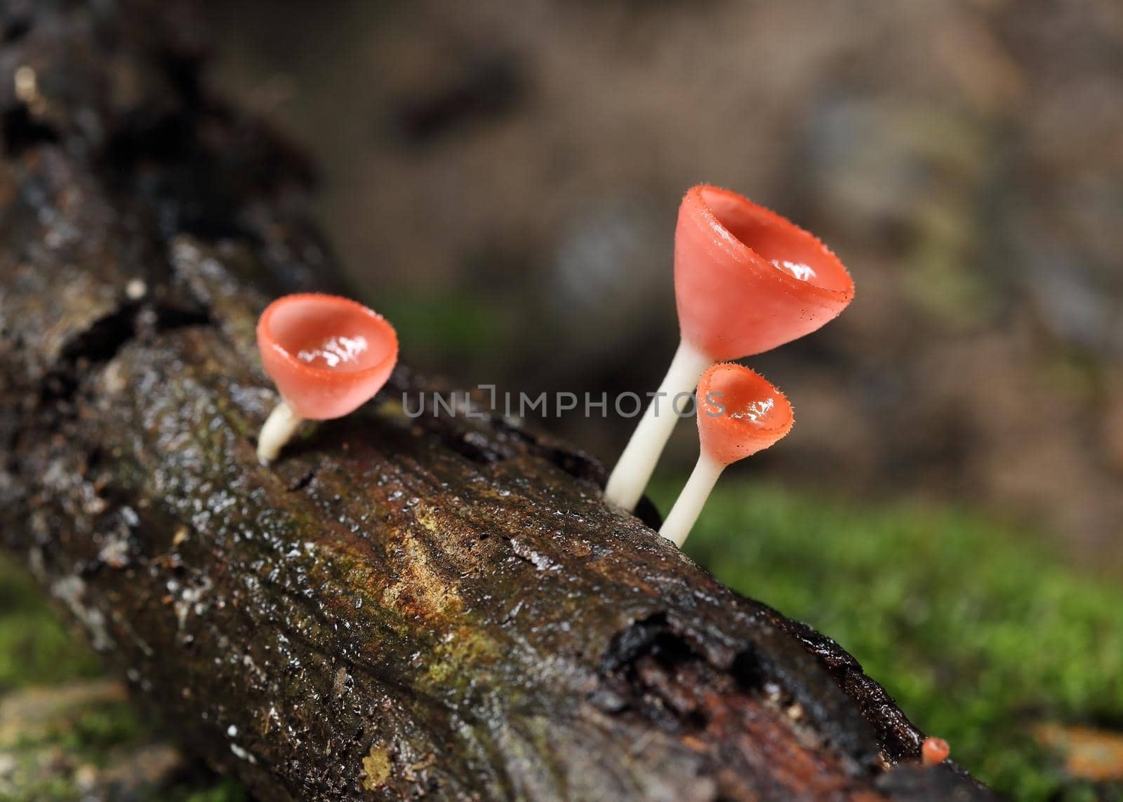 Champagne mushroom in rain forest, Thailand