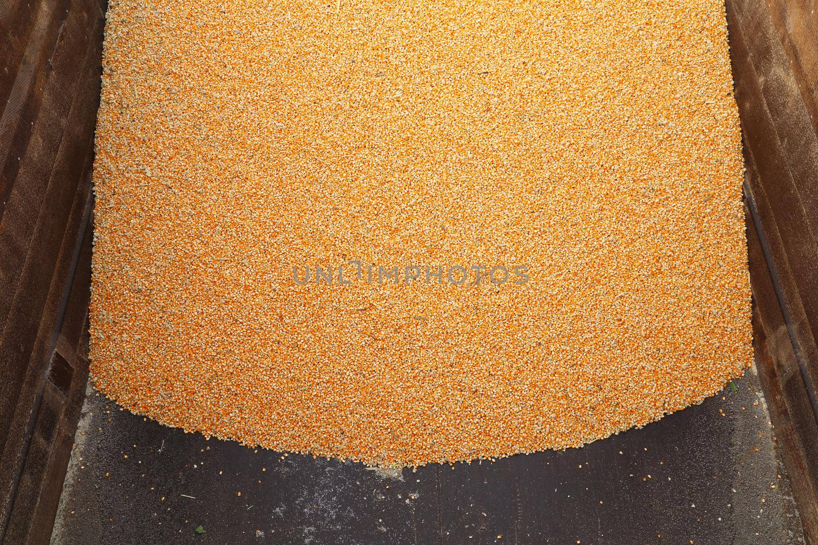 Pile of raw kernel corn beans on truck