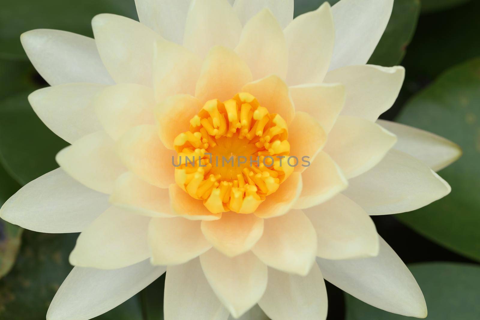 close up of white lotus or water lily