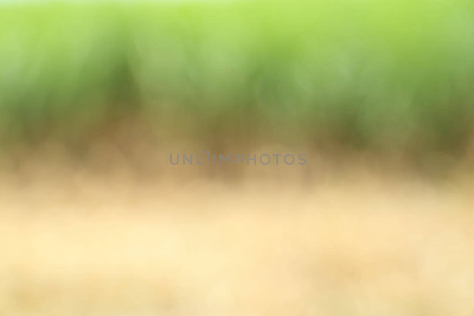 natural blur abstract and background (defocused)