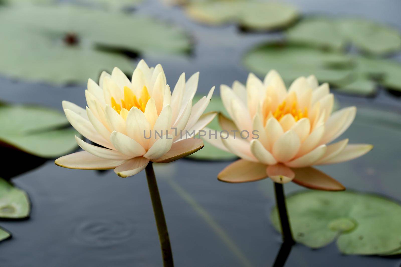 white lotus or water lily in the pond