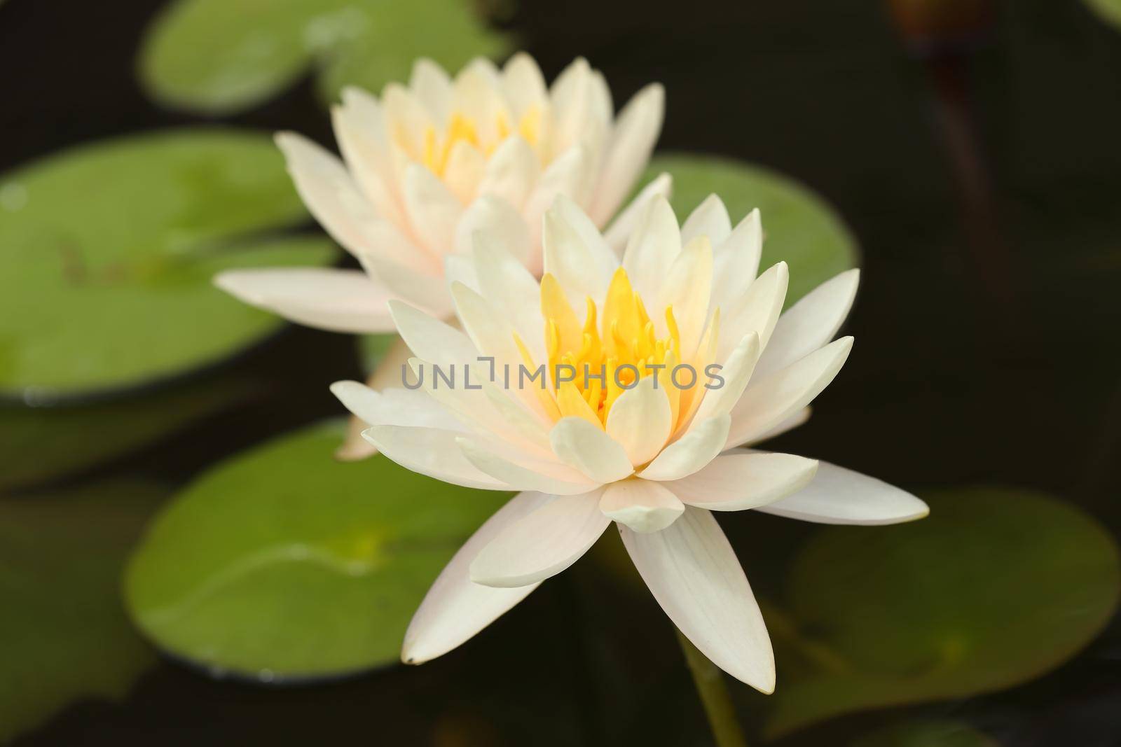 white lotus or water lily in the pond