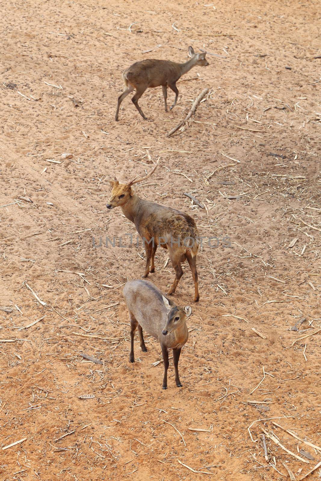 deer standing on the red dry soil