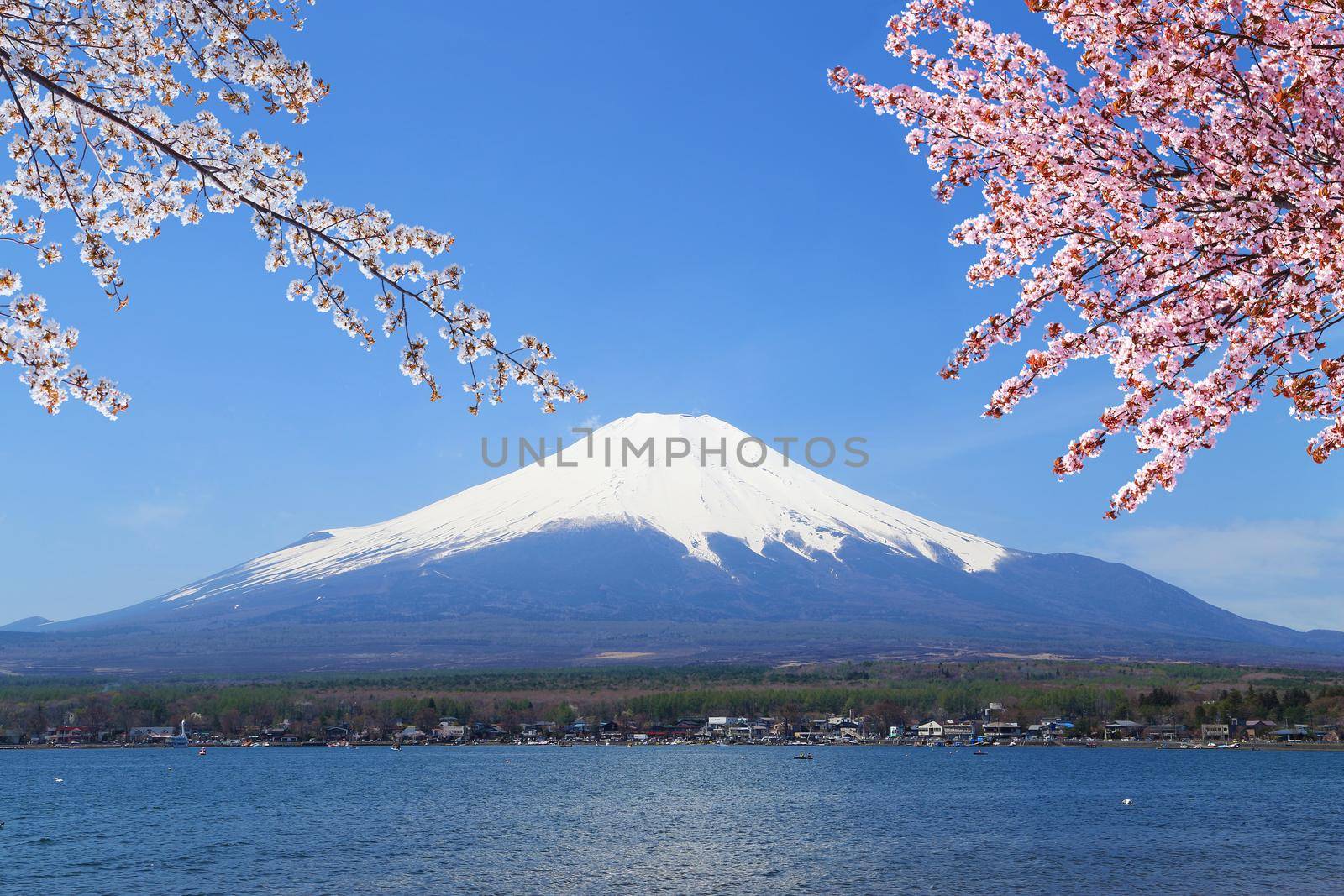 Mt.Fuji with Cherry Blossom at Lake Yamanaka, Yamanashi, Japan