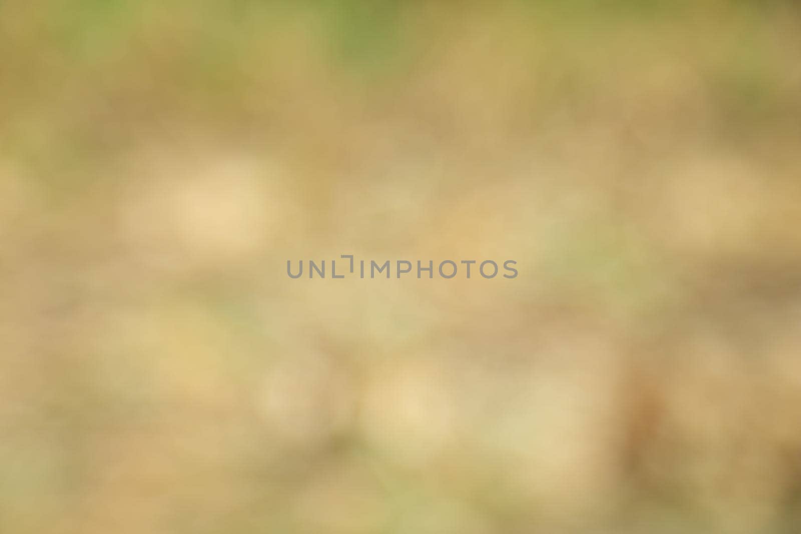 natural blur abstract and background (defocused)