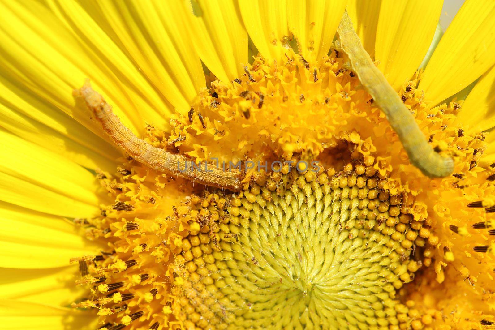 caterpilla on sunflower pollen by geargodz