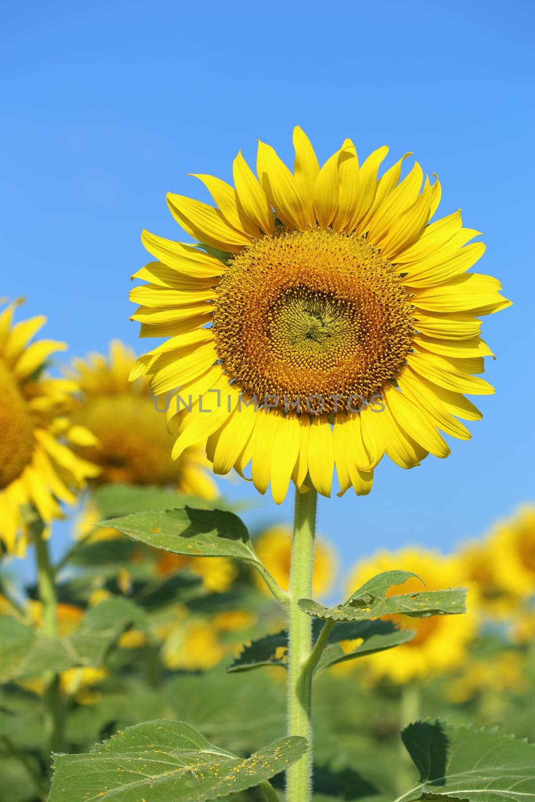 sunflower in field with the blue sky