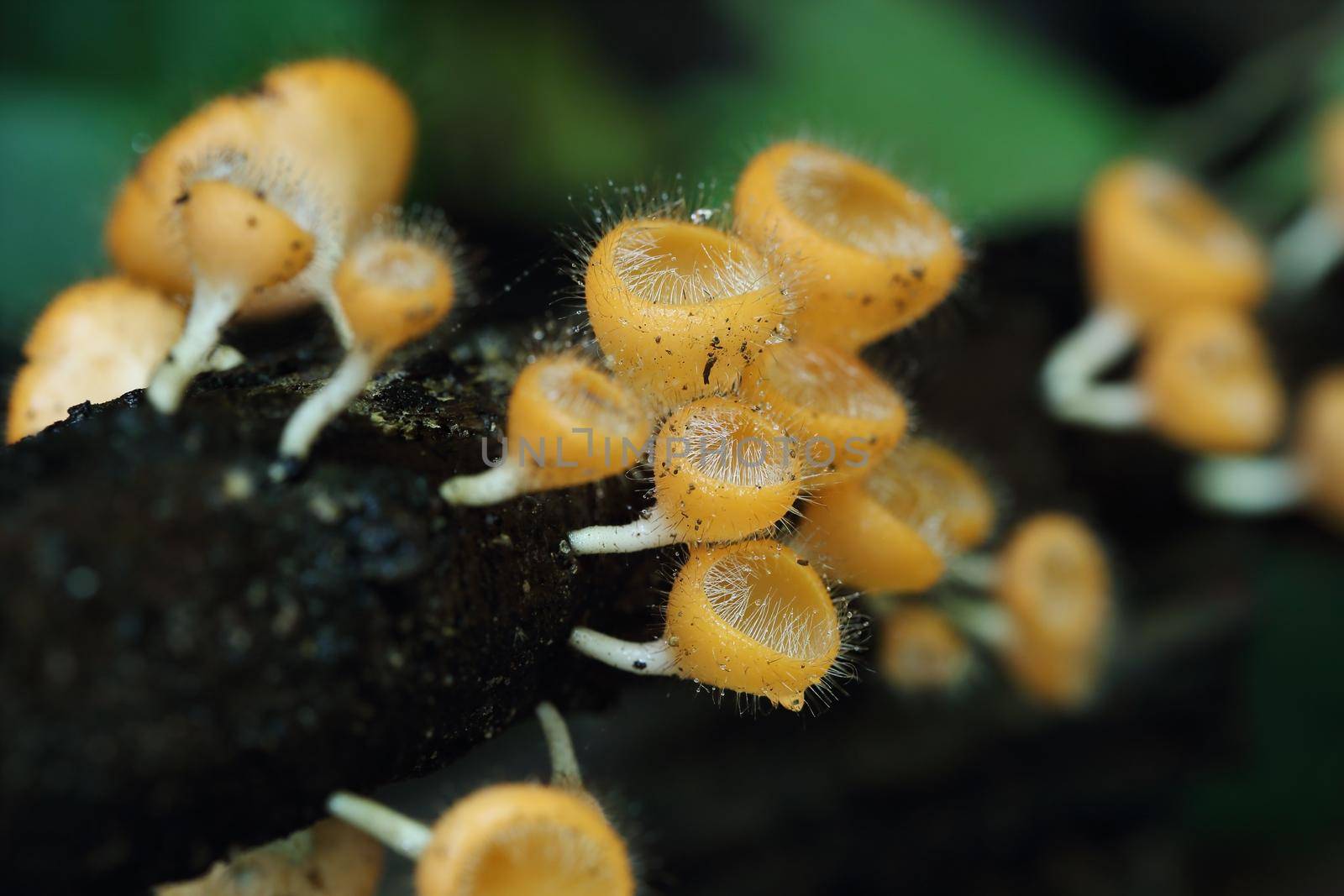 Champagne mushroom (coat mushroom or mushroom hair) in a forest