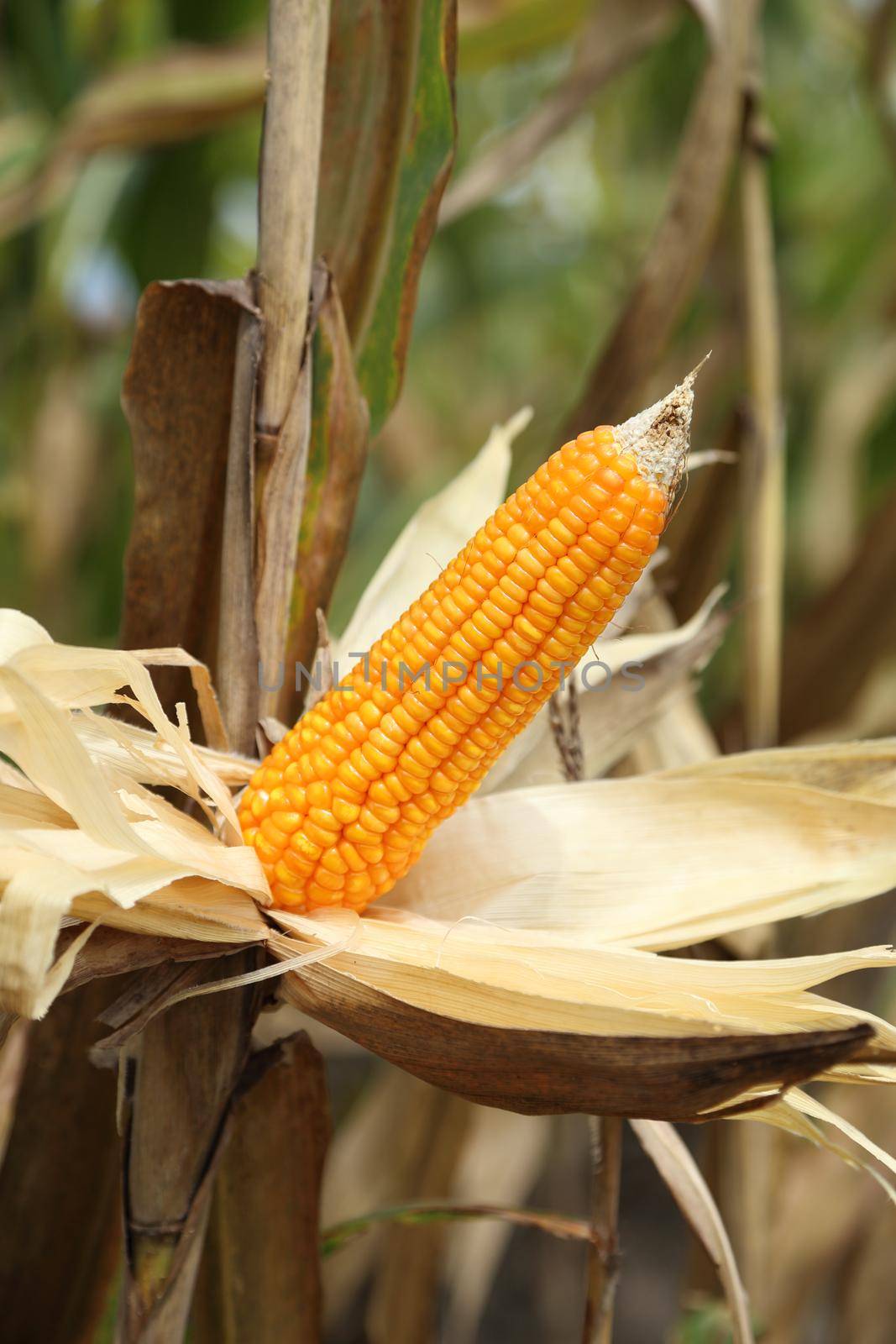 Corn on the stalk in the field, Thailand