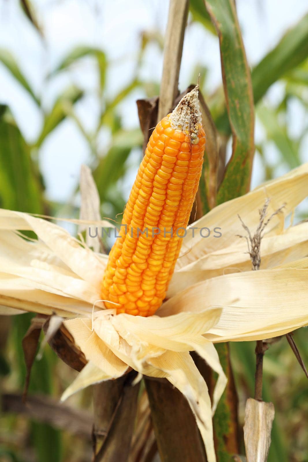 Corn on the stalk in the field, Thailand