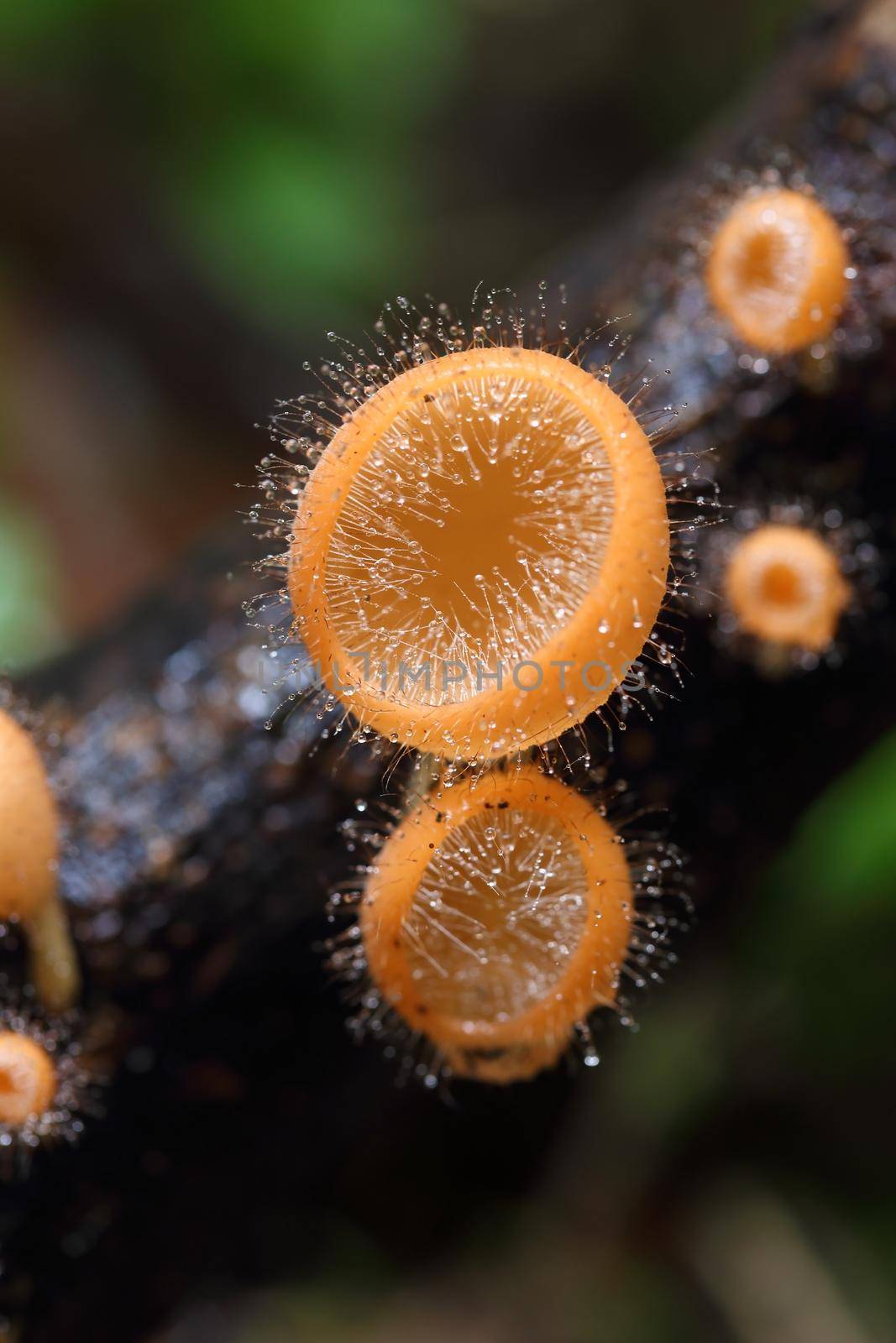 Champagne mushroom (coat mushroom or mushroom hair) in a forest