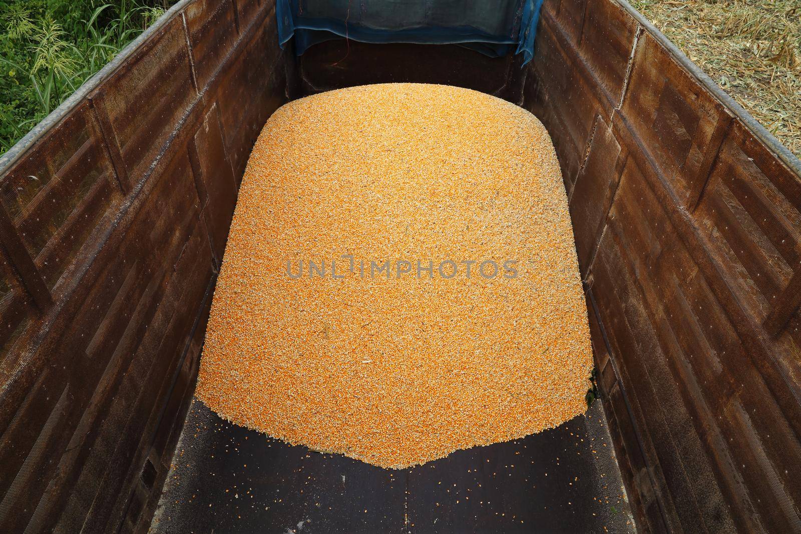 Pile of raw kernel corn beans on truck