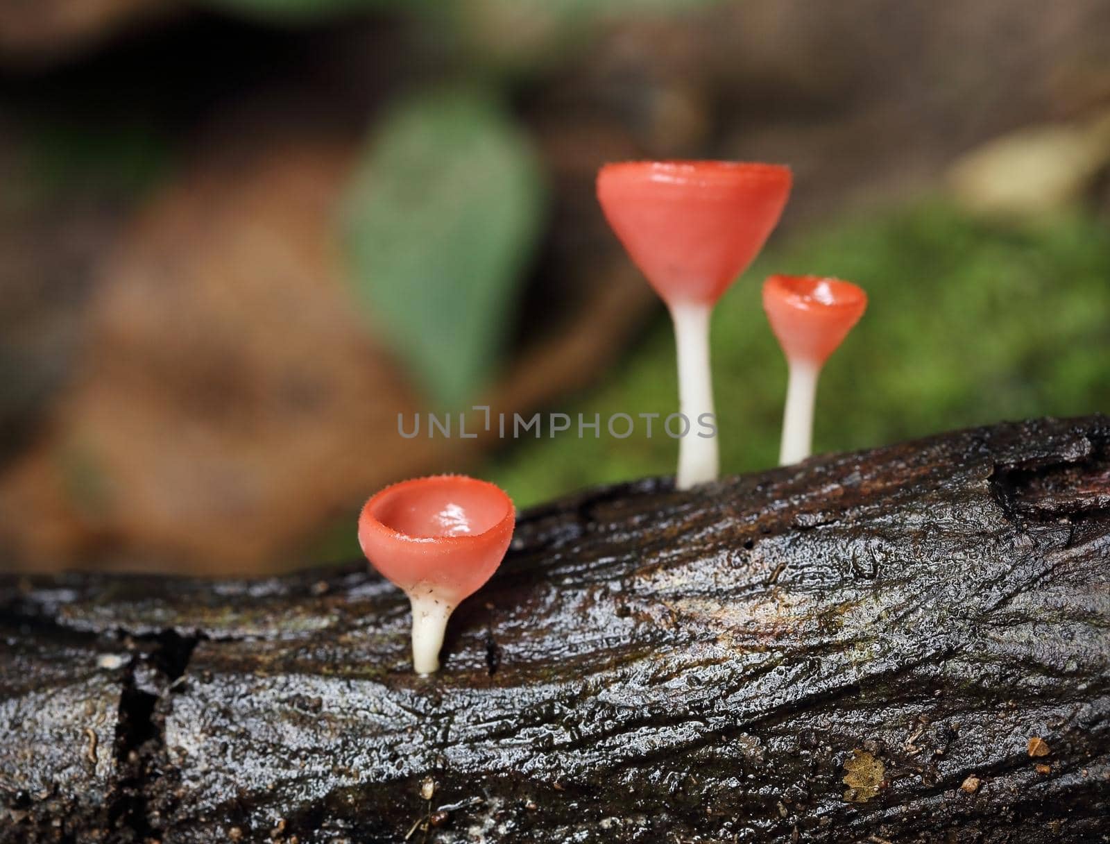 Champagne mushroom in rain forest by geargodz