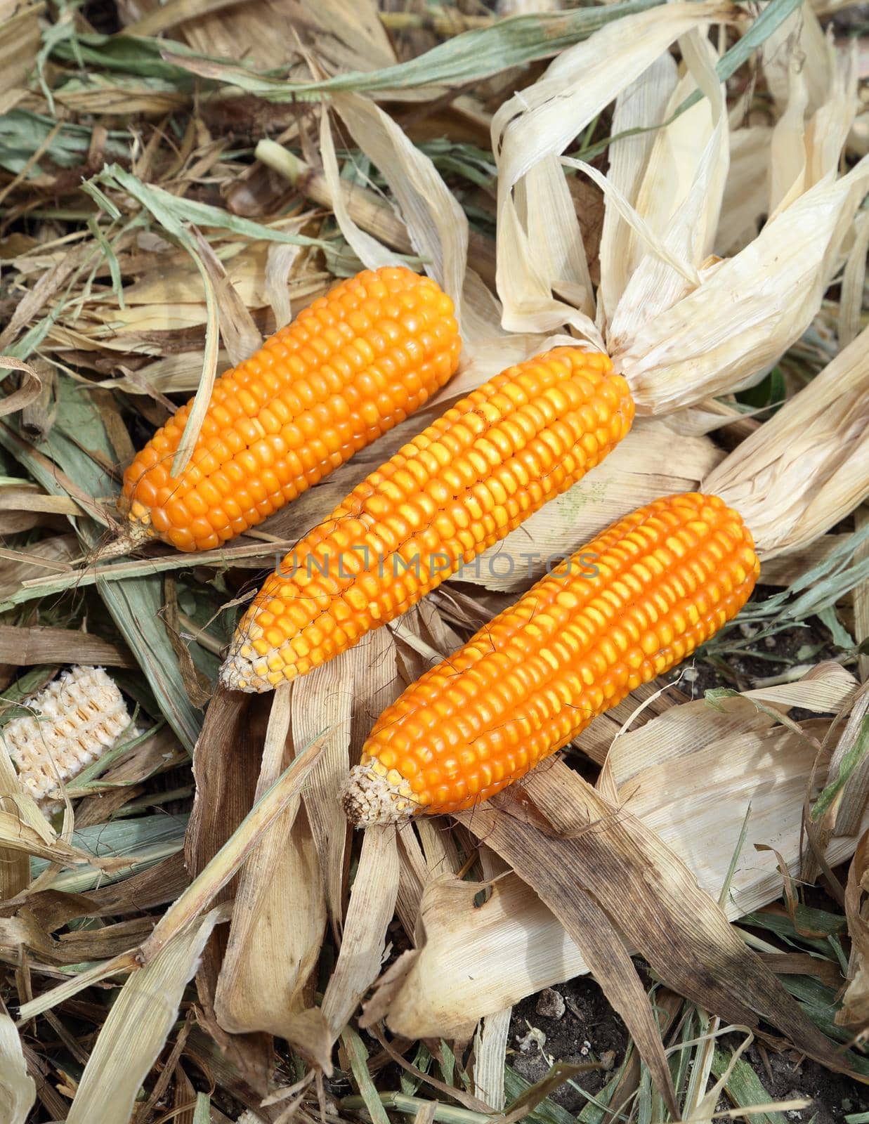 fresh raw corn after harvest in field
